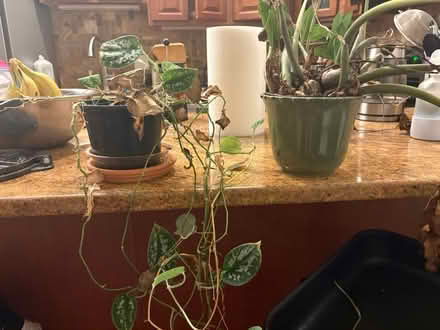 Photo of free Plants (Boston) #2