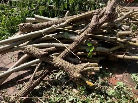 Photo of free pile of wood for wood burner or to use in garden (Hallcroft DN22) #2