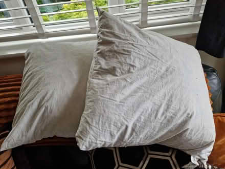 Photo of free Feather filled cushion pads (Windsor SL4) #1