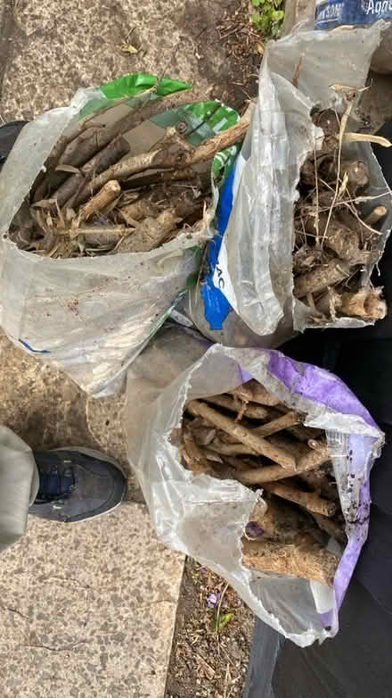 Photo of free Wood for kindling (Blacklands TN34) #1