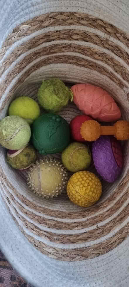 Photo of free Dog toys (Penrith CA11) #1