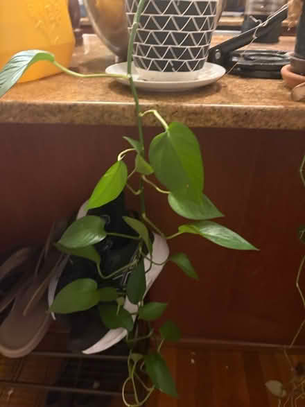 Photo of free Plants (Boston) #4