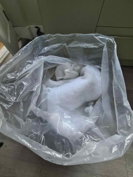 Photo of free Wadding / filling (Baxenden BB5) #1