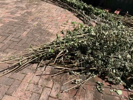 Photo of free pea sticks for garden or alotment (Hallcroft DN22) #1
