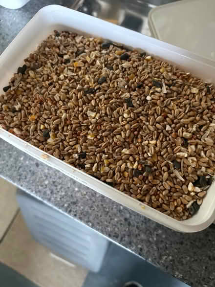 Photo of free Bird feeder and bird food (Wickford) #1