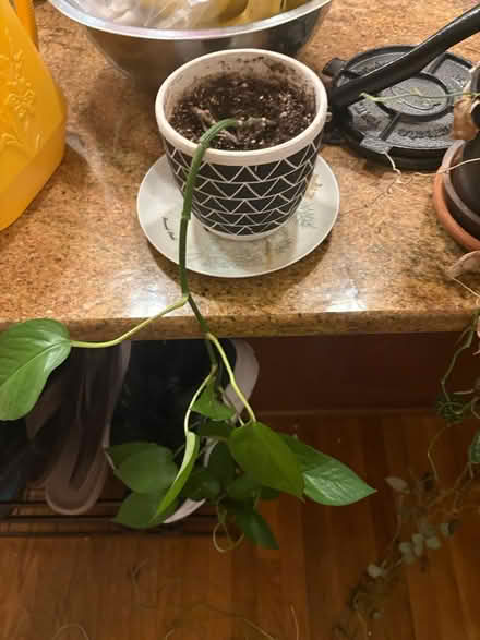 Photo of free Plants (Boston) #3