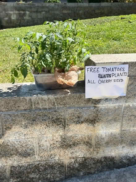 Photo of free 5 Tomato Plants (various kinds) (903 Caruthers Avenue) #1