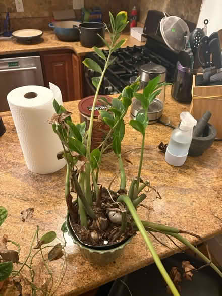 Photo of free Plants (Boston) #1
