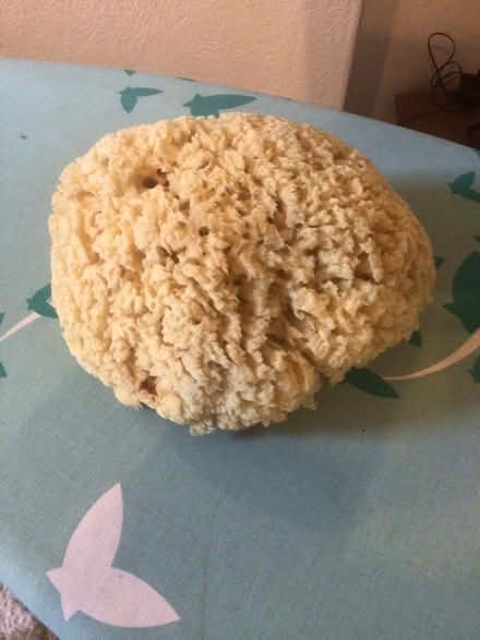 Photo of free Natural Sponge (Wallasey CH44) #1