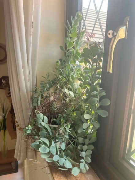 Photo of free Kalanchoe succulent 66cm high (Kelvedon Hatch CM15) #1