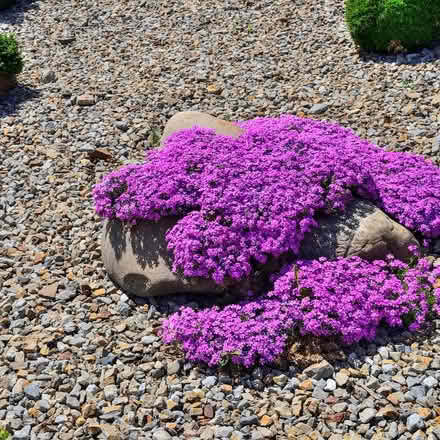 Photo of Creeping Phlox cuttings Pink, white (Toronto Bathurst and Eglinton) #1
