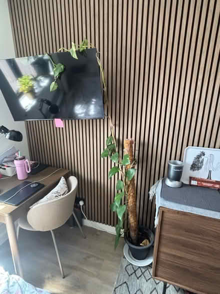 Photo of free Plants (SM5 1JB) #2