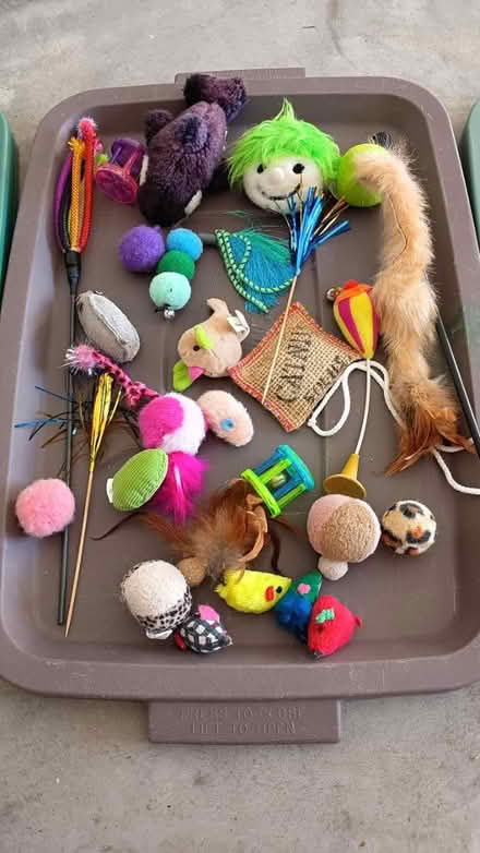 Photo of free Cat toy mega collection (Villages of Rolesville) #2