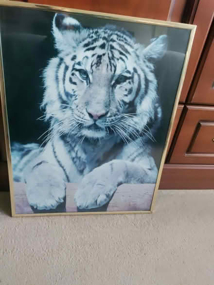 Photo of free Tiger print (California DE22) #1