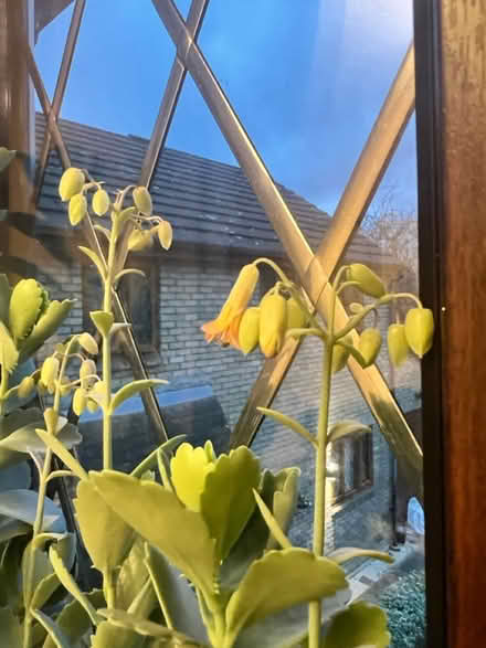 Photo of free Kalanchoe succulent 66cm high (Kelvedon Hatch CM15) #4