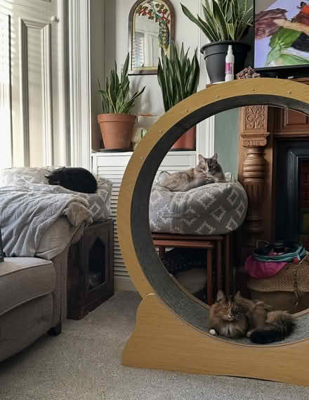 Photo of free Large Cat Wheel (Glasgow G21) #1
