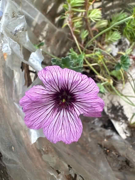 Photo of free Garden plants (CO4 9 Colchester) #4