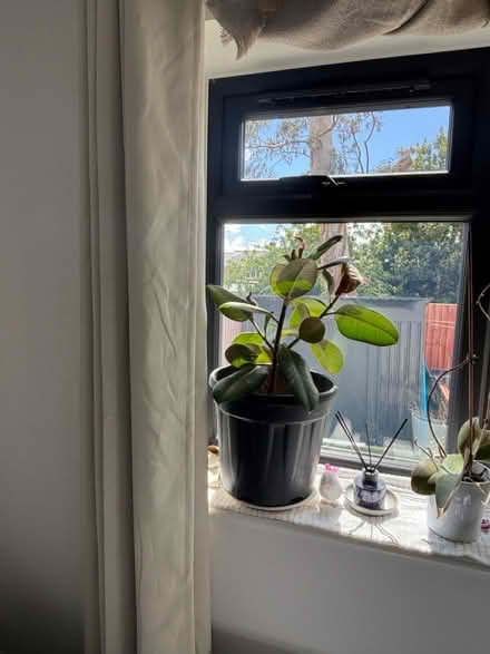 Photo of free Plants (SM5 1JB) #1