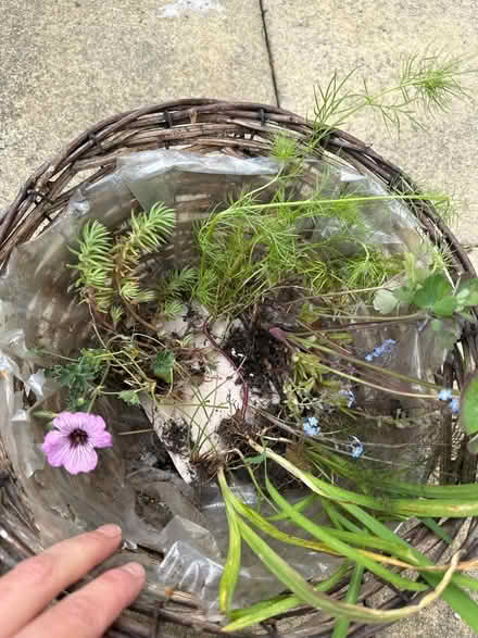 Photo of free Garden plants (CO4 9 Colchester) #2