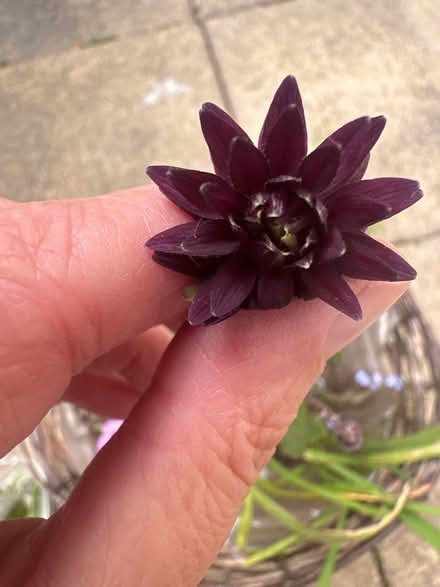 Photo of free Garden plants (CO4 9 Colchester) #3