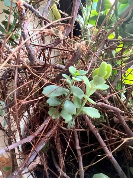 Photo of free Kalanchoe succulent 66cm high (Kelvedon Hatch CM15) #3