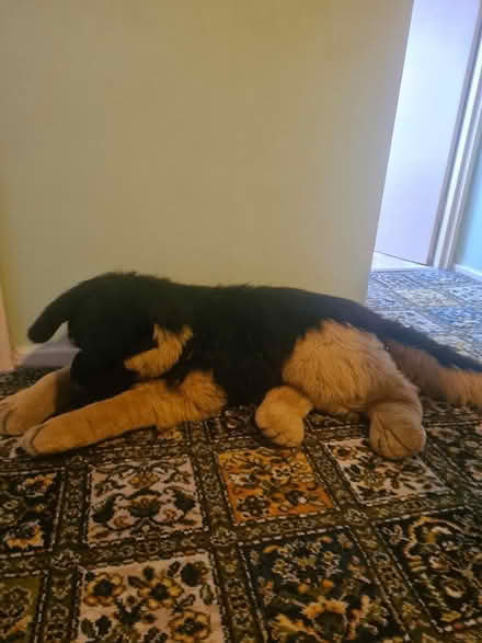Photo of free Soft toy #2 (Orpington BR5) #1