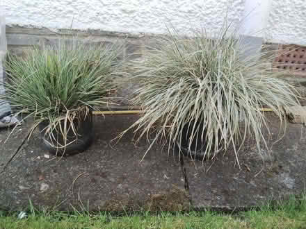 Photo of free Ornamental grasses (Kirkcaldy KY1) #1