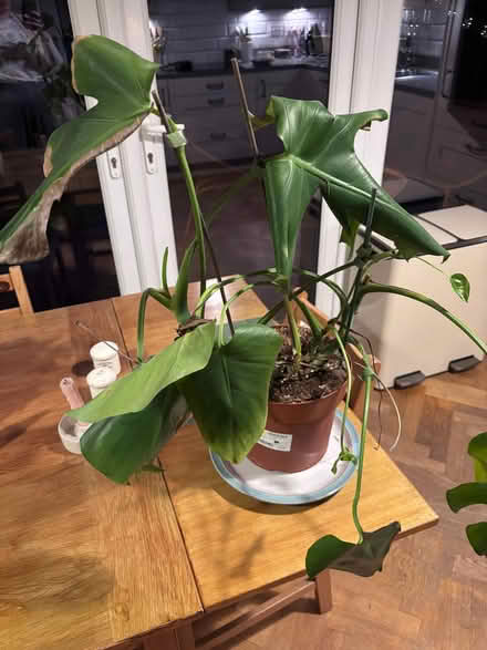 Photo of free Monstera plant (Leighton Buzzard LU7) #1