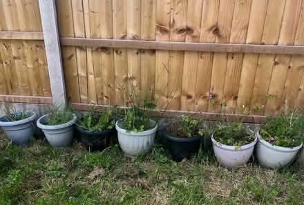 Photo of free Flower/plant pots (L26) #1
