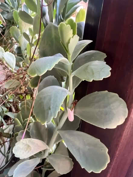 Photo of free Kalanchoe succulent 66cm high (Kelvedon Hatch CM15) #2