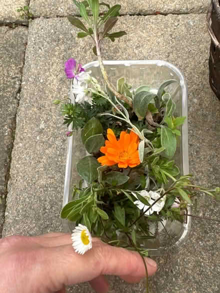 Photo of free Garden plants (CO4 9 Colchester) #1