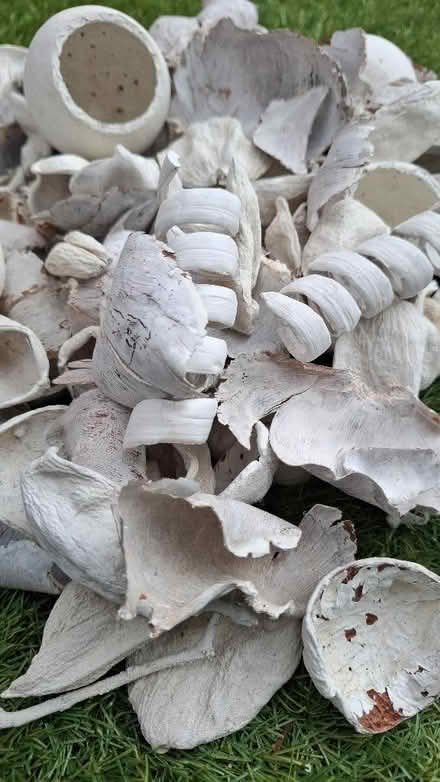 Photo of free Bag of natural decorative bits (Boughton Monchelsea ME17) #2