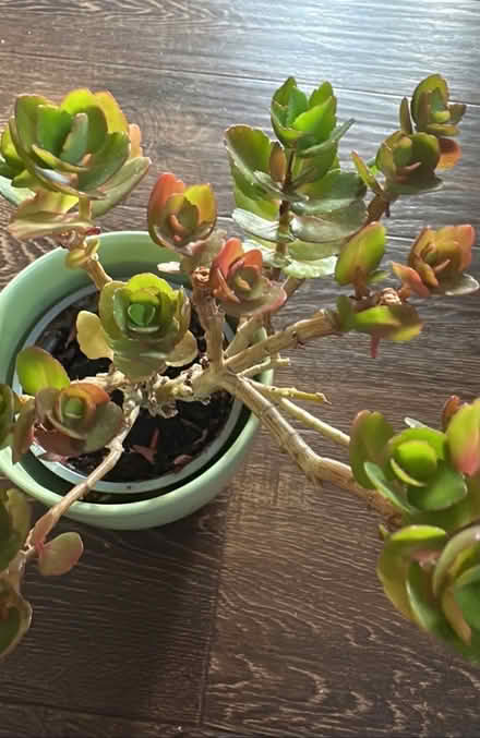 Photo of free Plant & ceramic pot (Chigwell IG7) #2