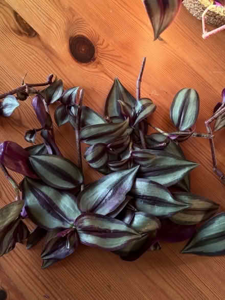 Photo of free Propagation branches Tradescantia zebrina (Brooklands MK10) #2