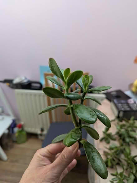 Photo of free Loads of crassula cuttings (Tonbridge TN10) #2