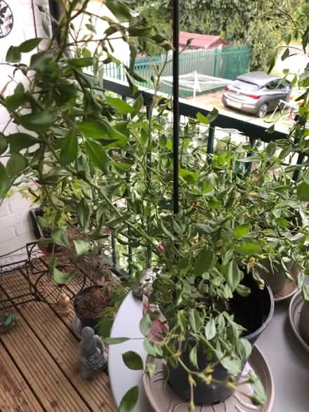 Photo of free Fairy rose 🌸 (gu12) #2