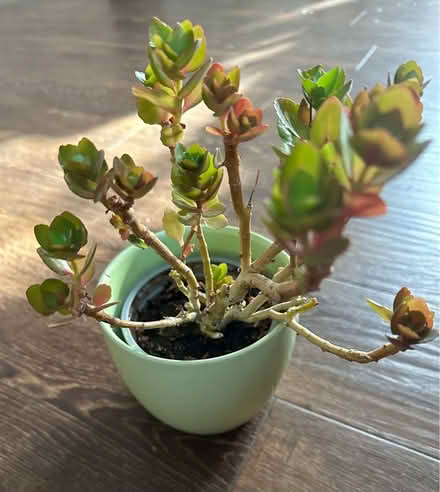 Photo of free Plant & ceramic pot (Chigwell IG7) #1