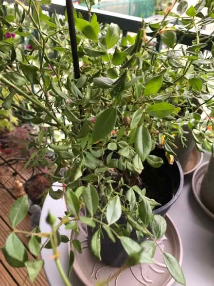 Photo of free Fairy rose 🌸 (gu12) #3