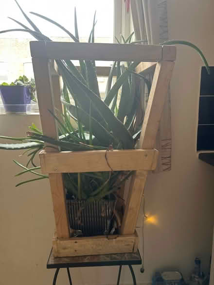 Photo of free Aloe (Hackney E5) #2
