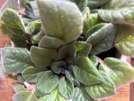 Photo of free African violets purple (Hackney E5) #1