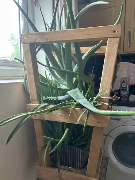 Photo of free Aloe (Hackney E5) #1