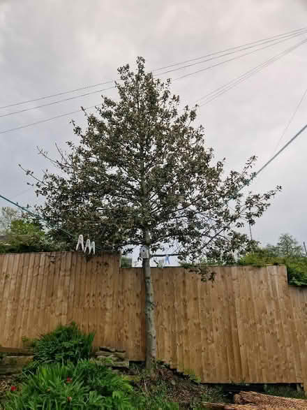 Photo of free Large Holly Tree (Tong BD4) #1
