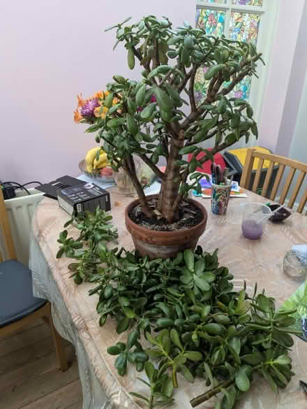 Photo of free Loads of crassula cuttings (Tonbridge TN10) #1