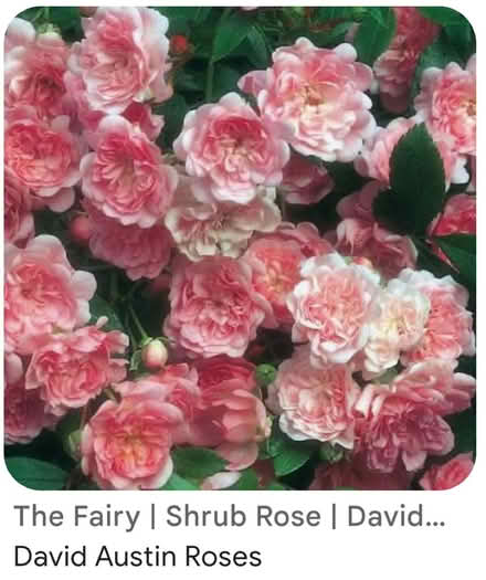 Photo of free Fairy rose 🌸 (gu12) #1
