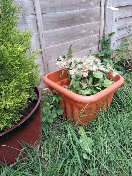 Photo of free Hydrangeas x 2 (Otford TN14) #3