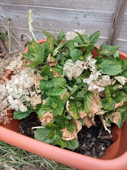 Photo of free Hydrangeas x 2 (Otford TN14) #2