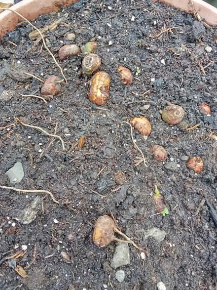 Photo of free Crocosmia bulbs (Dublin central) #1