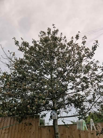 Photo of free Large Holly Tree (Tong BD4) #3
