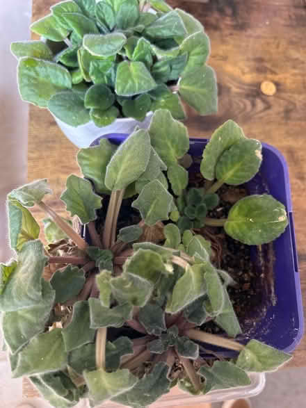 Photo of free African violets purple (Hackney E5) #3