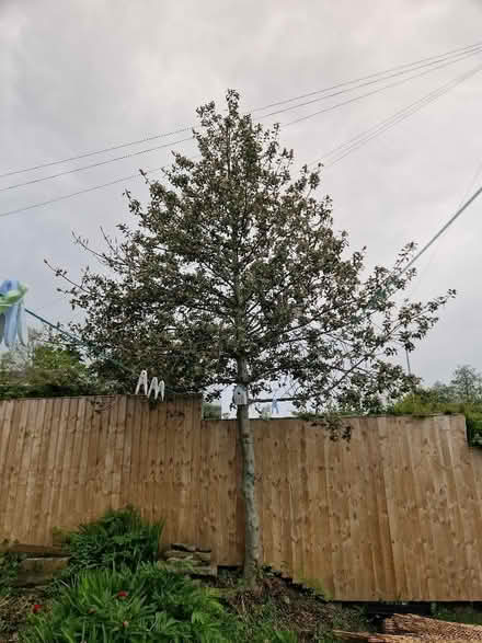 Photo of free Large Holly Tree (Tong BD4) #2